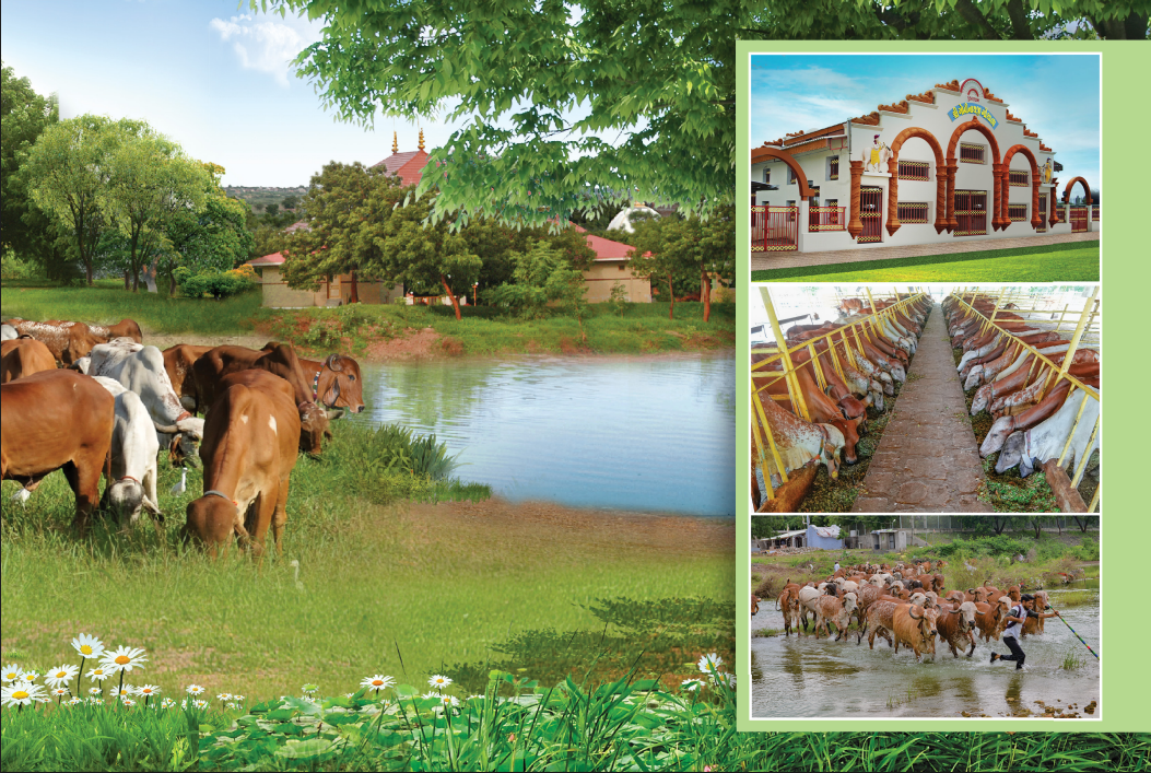 Gopinathji Gir Gaushala cows