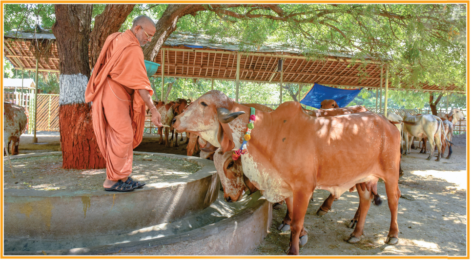 Gopinathji Gir Gaushala view 3